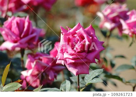 荒尾市 おもやい市民花壇 バラの花、 荒尾市 おもやい市民花壇 バラの花、 109261723