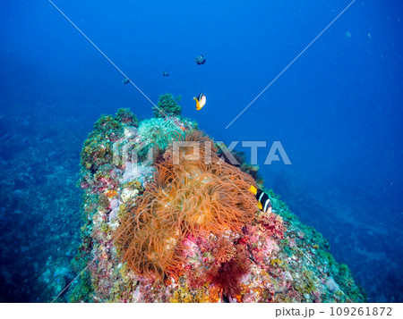ヒリゾ浜の美しいイソギンチャク畑の可愛いクマノミの家族とミツボシクロスズメダイygの群れ（スズメダイ 109261872