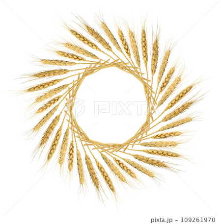 Dry rye spikelets in a round frame arrangement isolated on white Dry rye spikelets in a round frame arrangement isolated on white 109261970
