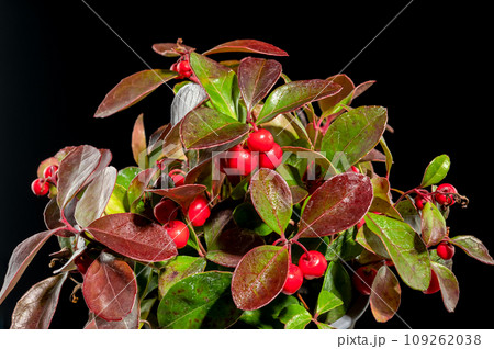 Gaultheria procumbens on a black background 109262038