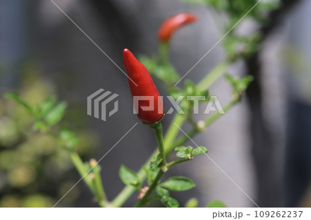 チリ トウガラシ ホットペッパー 109262237