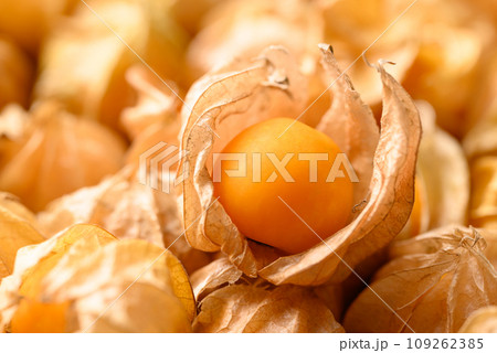 Cape gooseberry, Goldenberry or Physalis peruviana 109262385