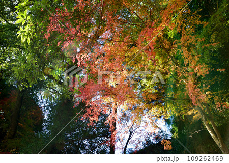 観音山の紅葉 2022-11-24 #81 観音山の紅葉 2022-11-24 #81 109262469