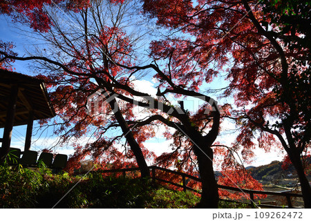 観音山の紅葉 2022-11-24 #84 観音山の紅葉 2022-11-24 #84 109262472