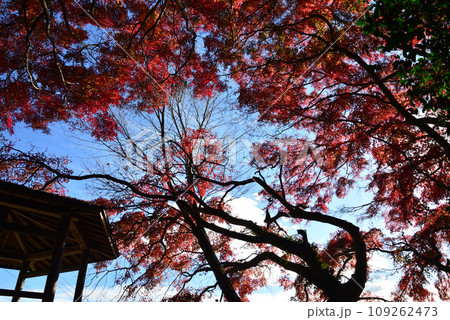 観音山の紅葉 2022-11-24 #85 観音山の紅葉 2022-11-24 #85 109262473