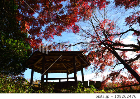 観音山の紅葉 2022-11-24 #88 観音山の紅葉 2022-11-24 #88 109262476