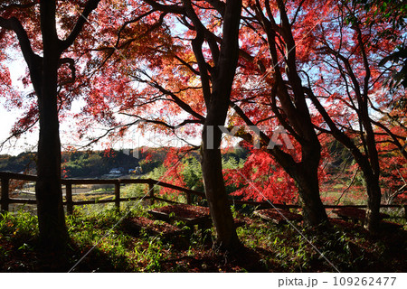 観音山の紅葉 2022-11-24 #89 観音山の紅葉 2022-11-24 #89 109262477