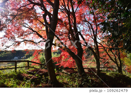 観音山の紅葉　2022-11-24　＃90 109262479