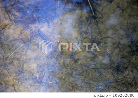 葉 リーフ 葉っぱ 109262680