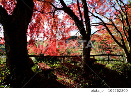 観音山の紅葉 2022-11-24 #100 観音山の紅葉 2022-11-24 #100 109262800