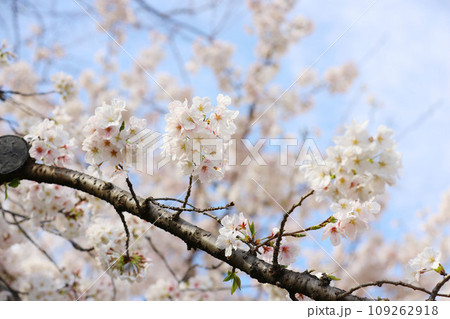 鶴舞公園　桜　名古屋市公会堂 109262918