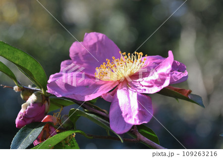 サザンカ(花笠) サザンカ(花笠) 109263216