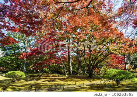 東京都　殿ヶ谷戸庭園（とのがやとていえん）の紅葉　都立庭園 109263565