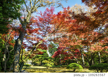 東京都　殿ヶ谷戸庭園（とのがやとていえん）の紅葉　都立庭園 109263567