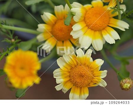 春菊の花のアップ 109264033