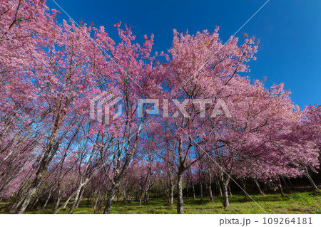 Wild Himalayan cherry blossom in Phu Lom Lo, or it is called cherry blossom of Thailand. 109264181