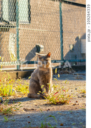見つめる猫 109264339