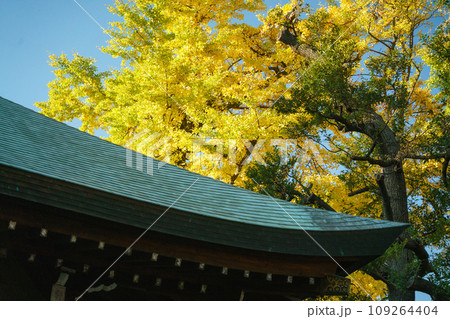 鬼子母神堂とイチョウ 鬼子母神堂とイチョウ 109264404
