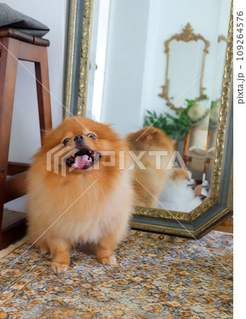 Brown and white Pomeranian dog sitting on a chair in house 109264576