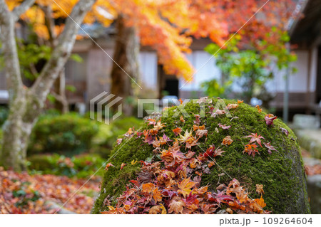 湖東三山 百済寺 秋 湖東三山 百済寺 秋 109264604