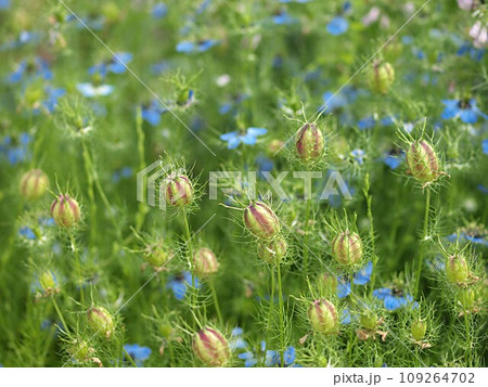 種を付けたニゲラの花の風景 109264702