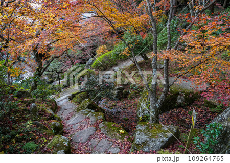 湖東三山 百済寺 秋 湖東三山 百済寺 秋 109264765