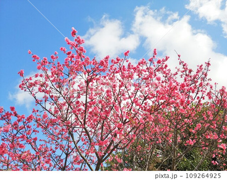 沖縄 新都心公園の緋寒桜14 沖縄 新都心公園の緋寒桜14 109264925