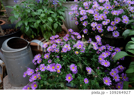 Purple daisy Bellis perennis in the garden 109264927
