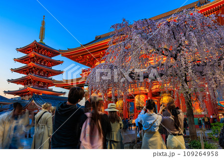 東京 台東区 浅草寺 宝蔵門と満開の桜 東京 台東区 浅草寺 宝蔵門と満開の桜 109264958