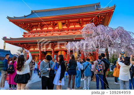 東京 台東区 浅草寺 宝蔵門と満開の桜 東京 台東区 浅草寺 宝蔵門と満開の桜 109264959