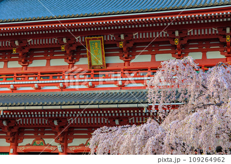 東京 台東区 浅草寺 宝蔵門と満開の桜 東京 台東区 浅草寺 宝蔵門と満開の桜 109264962