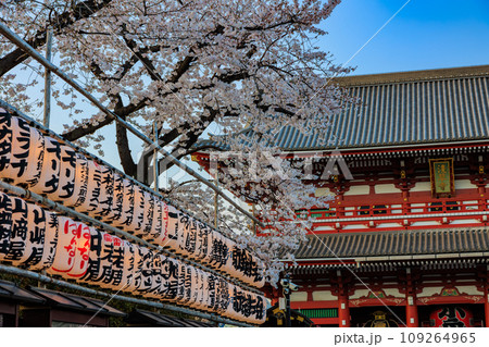 東京 台東区 浅草寺 宝蔵門と満開の桜 東京 台東区 浅草寺 宝蔵門と満開の桜 109264965