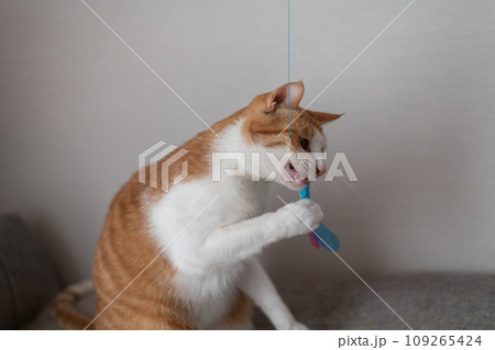 おもちゃで遊ぶ猫 茶トラ白 おもちゃで遊ぶ猫 茶トラ白 109265424