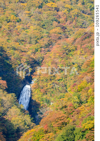 不動滝と紅葉した蔵王の景色　宮城県蔵王町 109265541