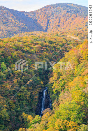 三階の滝と紅葉した蔵王の景色　宮城県蔵王町 109265542