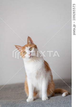 座っている猫　茶トラ白 109265573