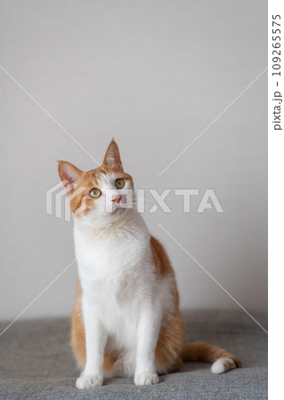 座っている猫 茶トラ白 座っている猫 茶トラ白 109265575