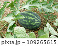Fresh watermelon growing on plantation 109265615