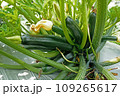 Black beauty zucchini plant or dark green squash growing in organic farm. 109265617