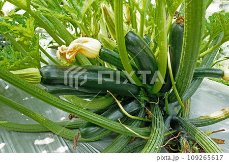 Black beauty zucchini plant or dark green squash growing in organic farm. Black beauty zucchini plant or dark green squash growing in organic farm. 109265617