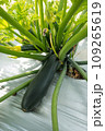 Black beauty zucchini plant or dark green squash growing in organic farm. 109265619