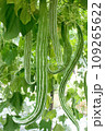Fresh Snake Gourd hanging on vine in the garden. 109265622