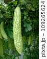 Chinese bitter gourd or bitter cucumber growing on the plant. 109265624