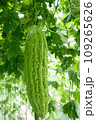 Chinese bitter gourd or bitter cucumber growing on the plant. 109265626