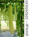 Chinese bitter gourd or bitter cucumber growing on the plant. 109265630