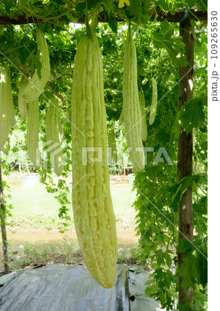 Chinese bitter gourd or bitter cucumber growing on the plant. 109265630