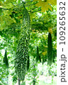 Chinese bitter gourd or bitter cucumber growing on the plant. 109265632