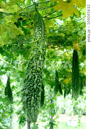 Chinese bitter gourd or bitter cucumber growing on the plant. 109265632