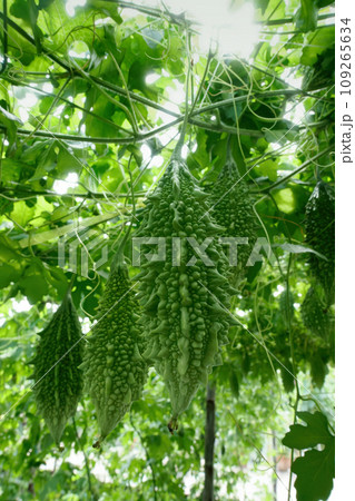 Bitter gourd or bitter cucumber growing on the plant. 109265634