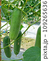 Cucumber fruit growing on the plant ready for picking. 109265636